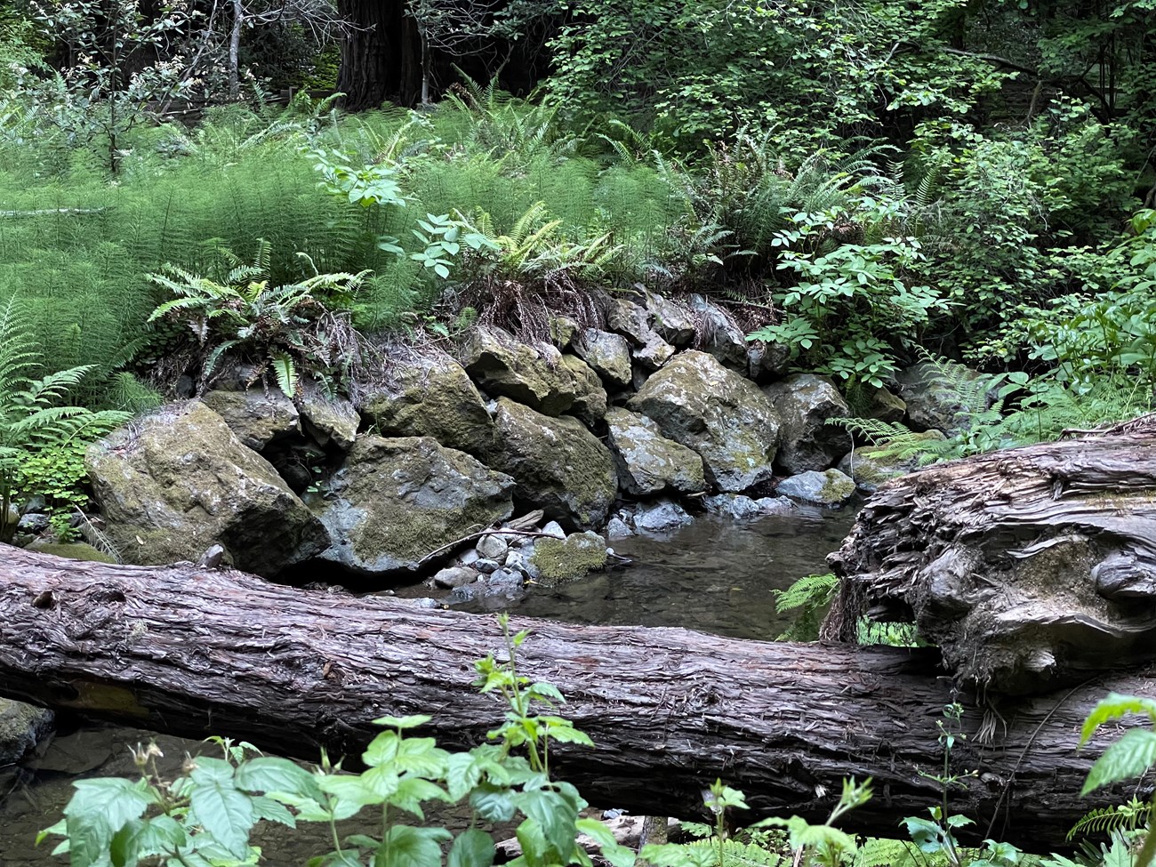Large, engineered boulders built into a section of stream bank Riprap along the banks of Redwood Creek