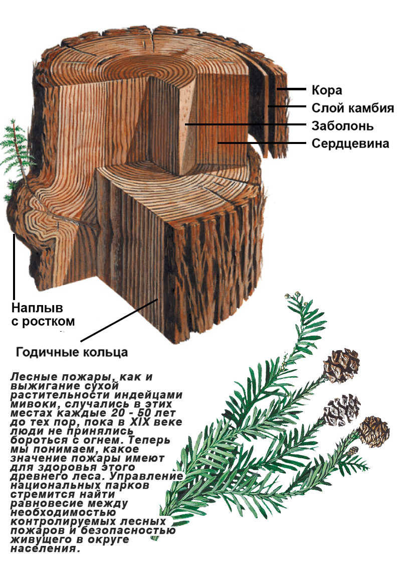 Redwood stump - russian