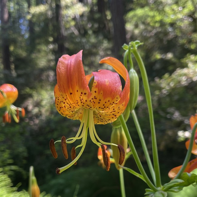 Leopard lily in the redwood forest.