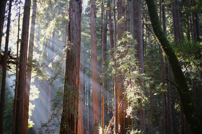 Sun lights beam through redwood trees.
