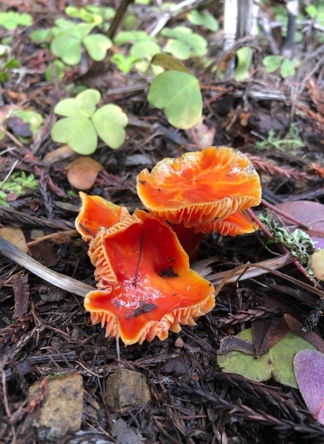 Cherry red waxy caps growing among sorrel in redwood duff.