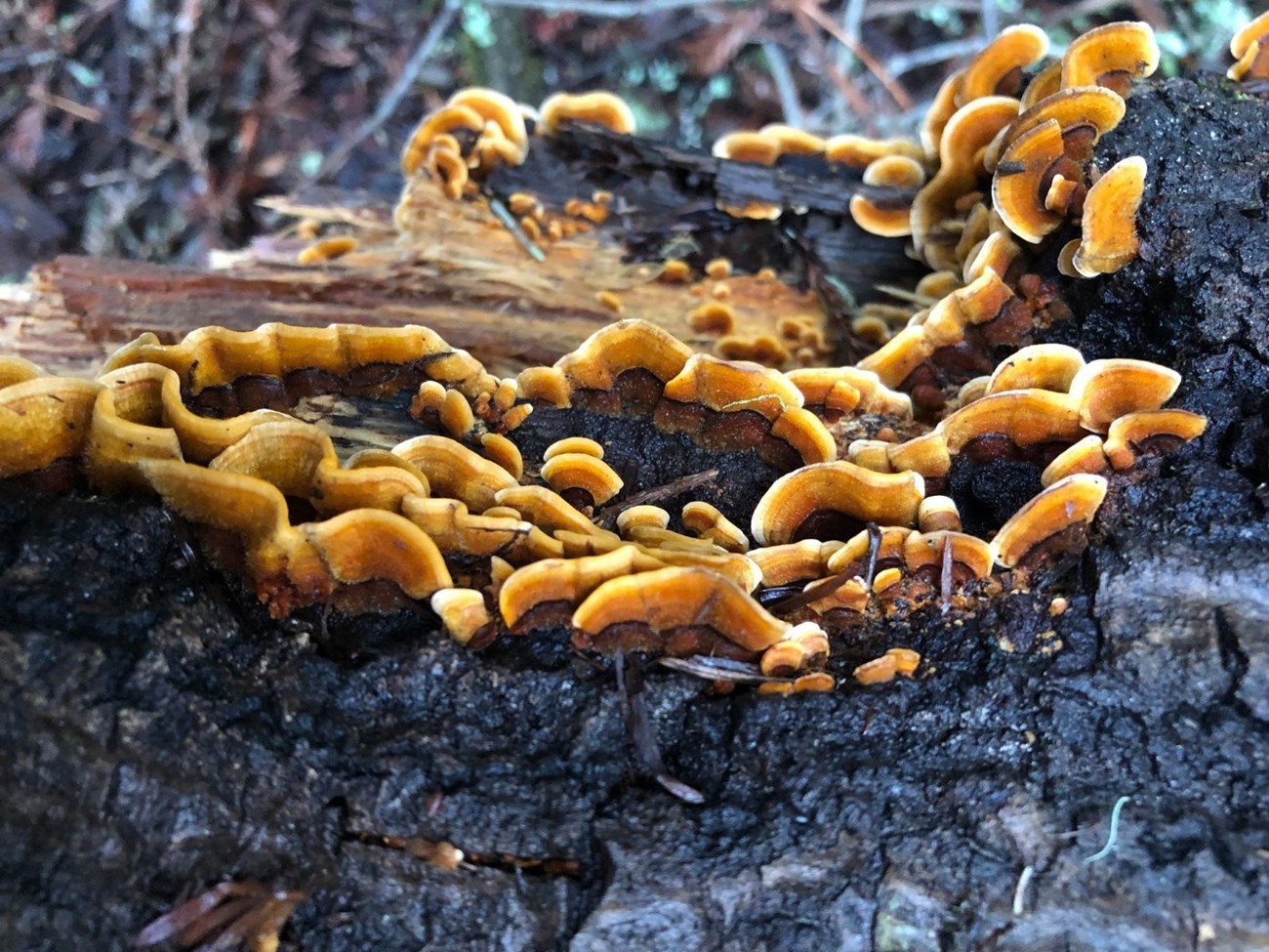 There are over 200 species of fungi at Muir Woods like these brown mushrooms growing out of this wet, moss-covered log.