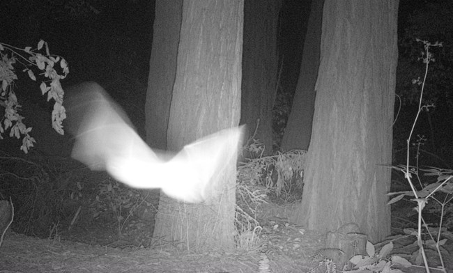 a black and white image depicts a blurry bat mid-flight in a forest