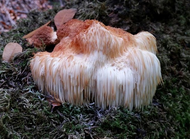 A lion’s mane mushroom growing on a tree. Notice the brownish ends signifying this is an older mushroom