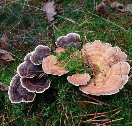Decomposing Fungi - Muir Woods National Monument (U.S.