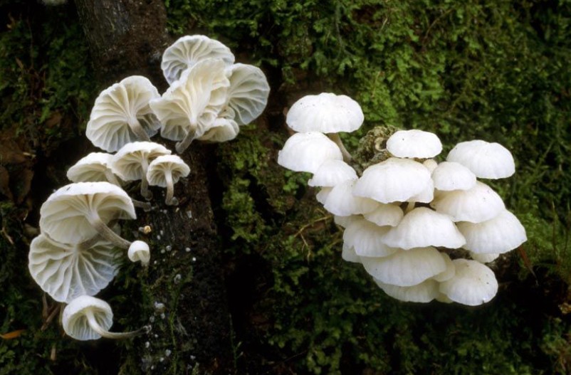 Fairy parachutes growing on a moss covered log. Keep an eye out around Redwood Creek for these.