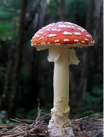 Fly agaric mushroom growing on the forest floor. They form mycorrhizal relationships with hardwood trees.
