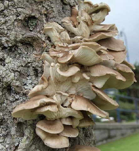 Oyster mushrooms like this one growing out of this tree, are very common in Muir Woods and you can find them on hardwoods, like oaks. NPS.