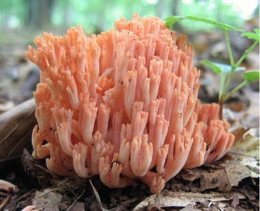 Redwoods and mycorrhizal fungi like this coral fungus, both benefit from their mutualistic relationship