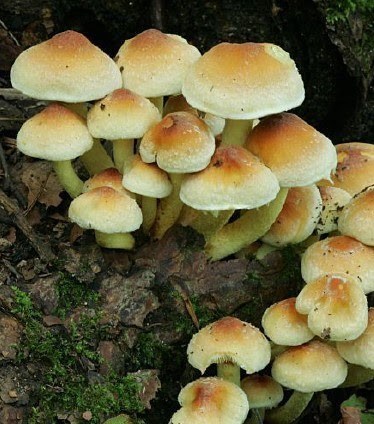 Sulphur tuft, like this cluster of mushrooms growing on this dead log here, is abundant in the Bay area and feels right at home on the fallen logs here in Muir Woods. NPS Photo.