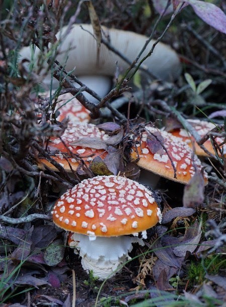 There are many mycorrhizal species in a redwood forest, like this Fly Agaric.