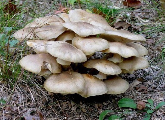 The world’s largest living organism is a honey mushroom like this one pictured here. This massive honey mushroom is a parasitic mushroom and covers over 2,300 acres in the Blue Mountains of Oregon.