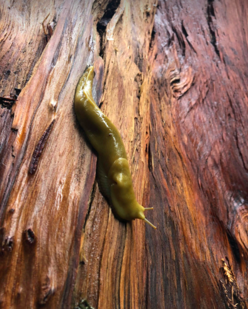 A yellow banana slug on a redwood tree.