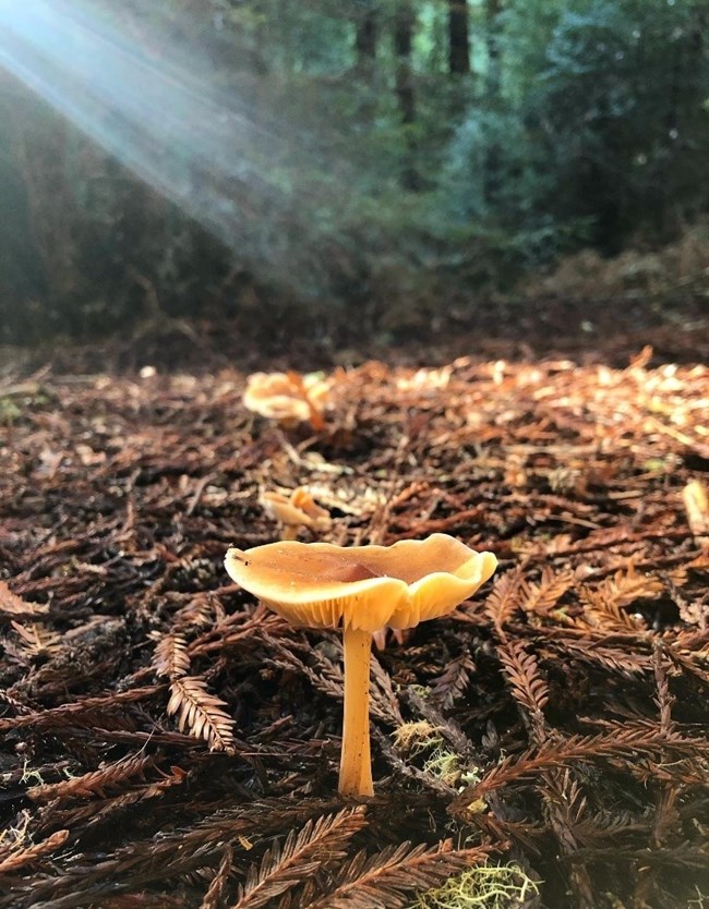 A Redwood Rooter mushroom growing in redwood duff. NPS.