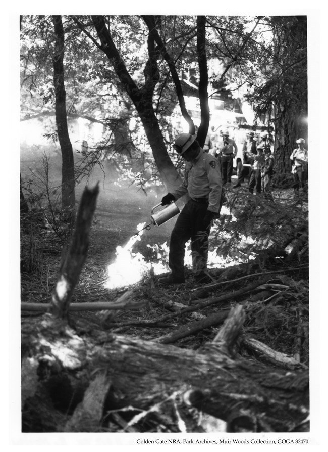 A man, Bill Desecco, uses a drip torch to lay the first line of a prescribed fire in Muir Woods in 1985.