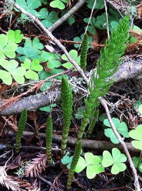 Horsetail Fern Horsetail Fern