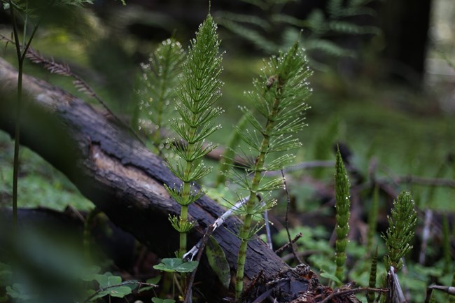 horsetail stems emerge from the ground