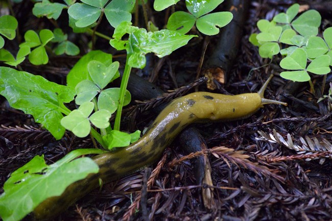 a large yellow slug with brown spots surrounded by heart-shaped oxalis leaves