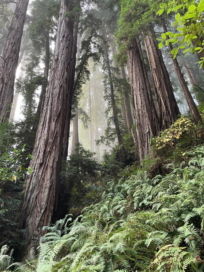 ferns carpet the forest floor under towering trunks of redwoods