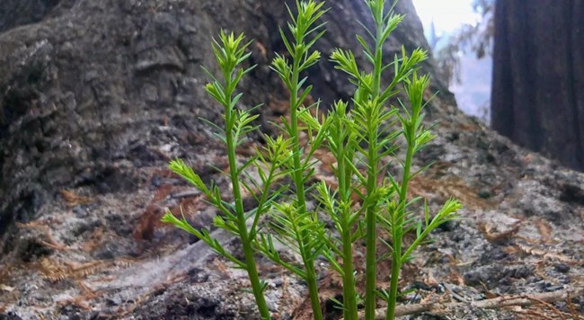 redwood sprouts emerge from a blackened trunk
