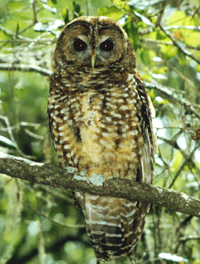 Adult Spotted Owl