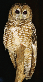 Spotted Owl