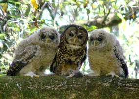 Adult Spotted Owl with Young