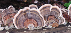 Turkey Tail Turkey Tail