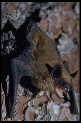 Big brown bat