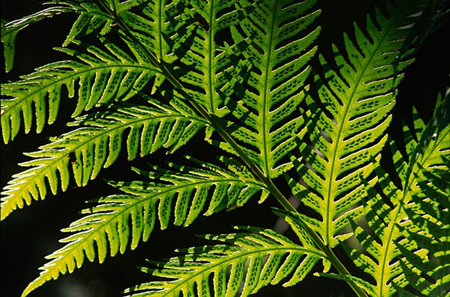 a backlit image of a fern frond with spores visible