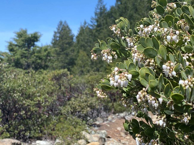 small white flowers dot the leaves of a silver dollar manzanita