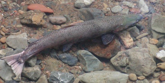 clear_salmon clear_salmon