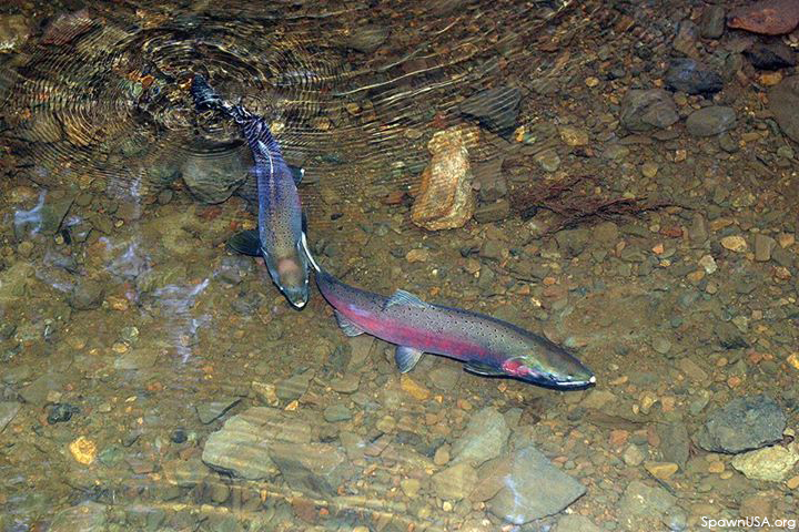 A pair of Coho Salmon juveniles, swimming in a shallow stream pool.