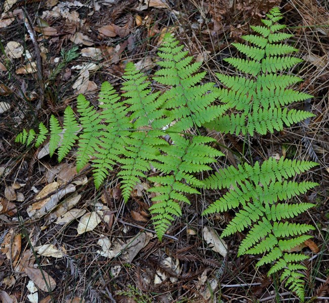 common bracken fern in dirt