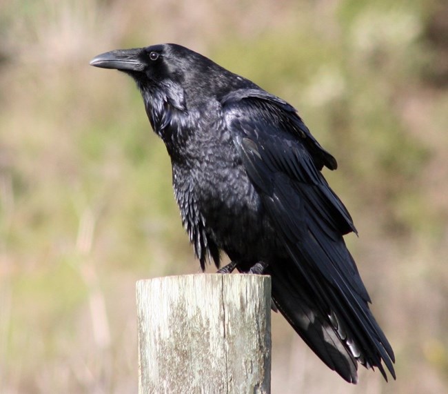 A common raven sitting on a wooden fence post
