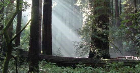 Redword Forest