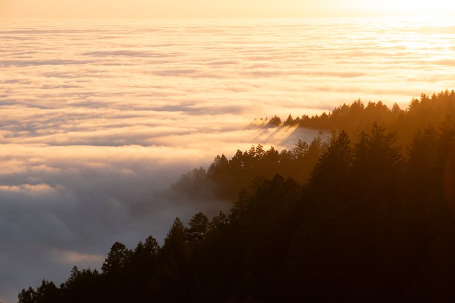 drifts of fog carpet a landscape with a sliver of hillside visible on the right