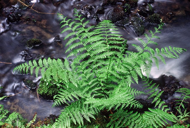 lady fern grows near a stream of water