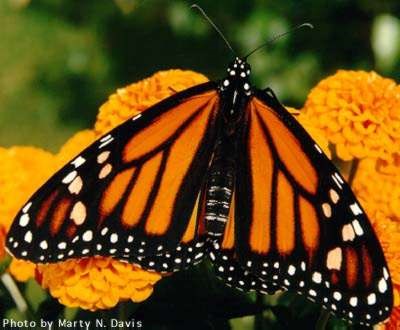 Monarch Butterfly