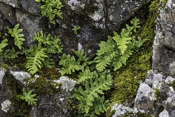 polypody ferns growing on rock