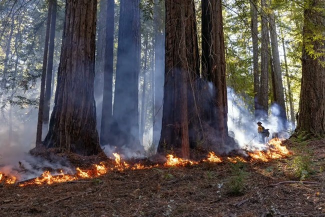 in a forest of massive redwoods, a small ground fire burns, tended by rangers
