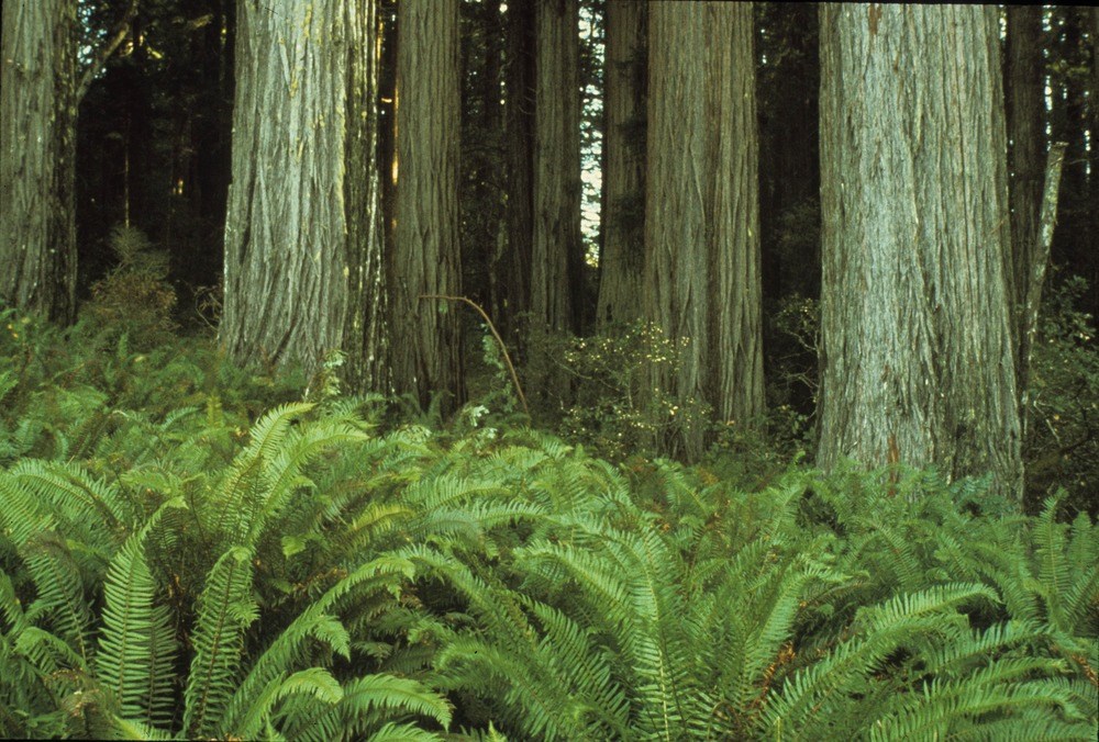 Coast redwood (Sequoia sempervirens) trunks and sword ferns.