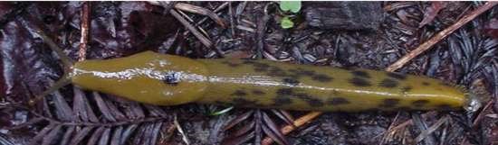 Banana Slug