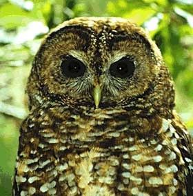 Spotted Owl