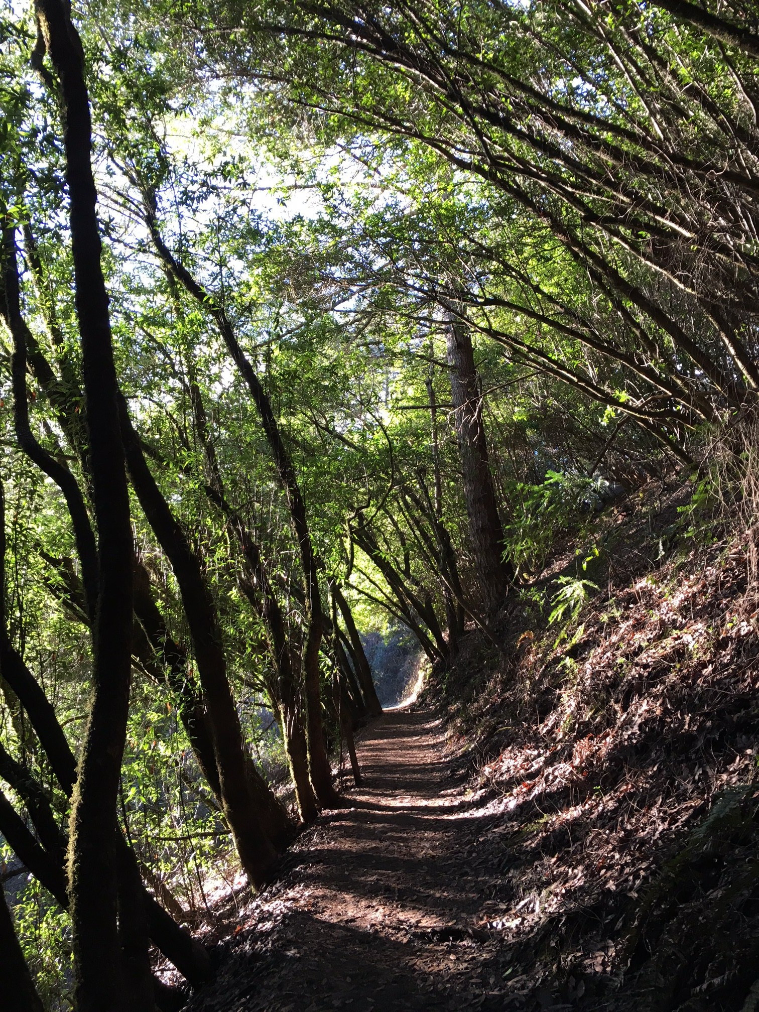 Hike - Muir Woods National Monument (U.S. National Park Service)