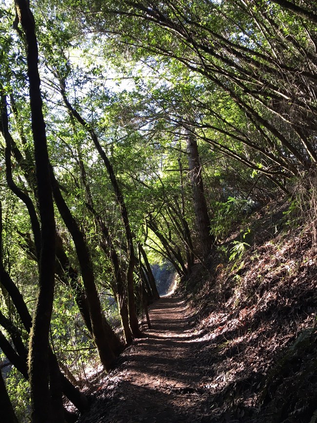 Dirt trail with trees arching over.