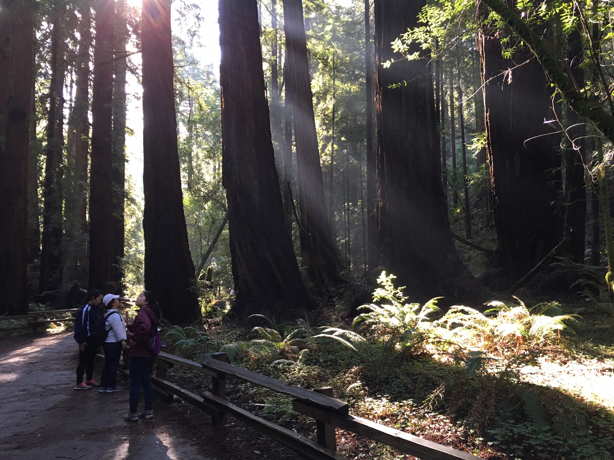 Redwoods along the paved path Redwoods along the paved path