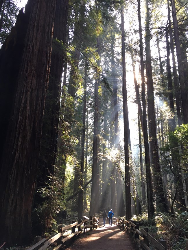 A paved trail through the redwood forest.