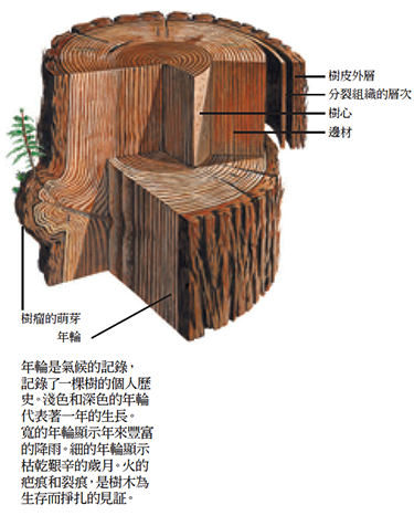 MUWO_stump