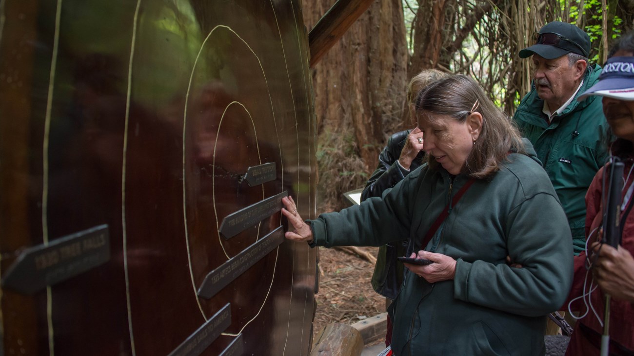 Visitor touching braille icons on a redwood tree cutting.